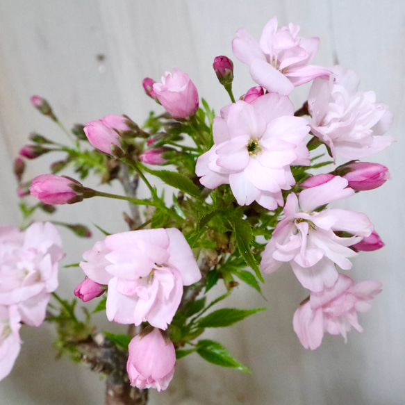 人気♡一才桜♡旭山♡お花見♡陶器鉢♡