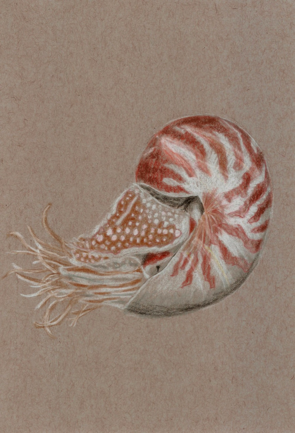 オウムガイ Nautilidae