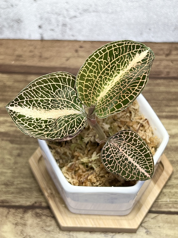 【観葉植物】ジュエルオーキッド 宝石蘭【アルボリネアータス SP 丸葉】【高品質ミズゴケ入り】