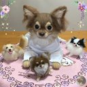 たんぽぽの綿毛⚪️????オーダーメイド　羊毛フェルト　犬　オーダー　ダックス　チワワ  シーズー　柴犬　ビーグル　ポメラニアン　フレンチブルドック　トイプードル　コーギー