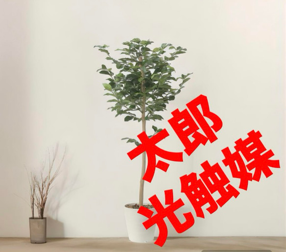 光触媒　人工観葉植物　ウォールグリーン　フェイクグリーン　レモンツリー1.6