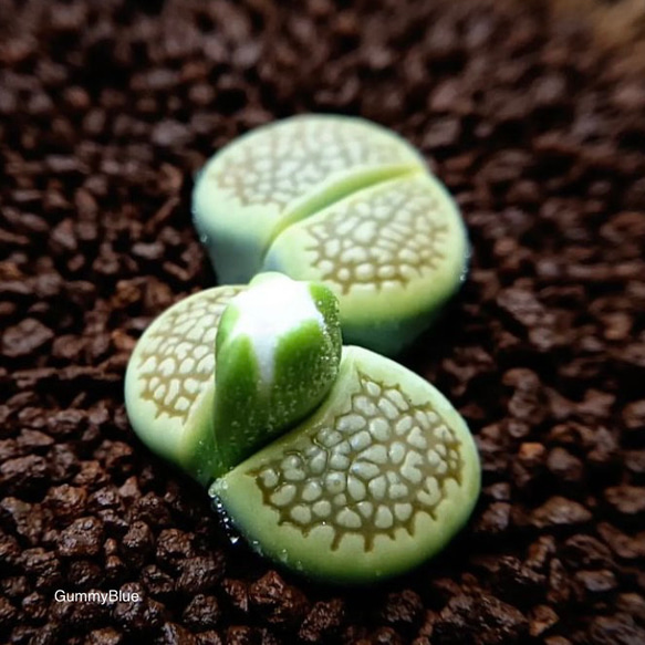 Lithops hallii ‘Sakkies Green’ 巴里玉系　サッキー グリーン　種子