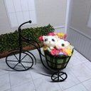 猫19◎アイアン自転車と白猫兄弟◎羊毛フェルト ネコ◎お花に紛れた白ネコ 猫雑貨 インテリア雑貨