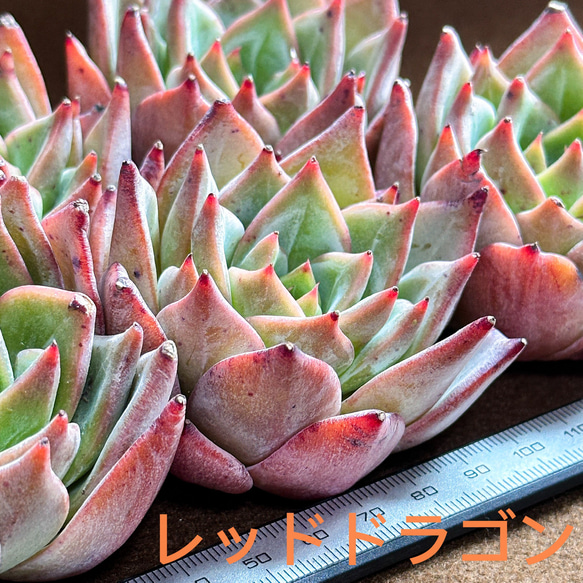 新入荷 多肉植物 エケベリア レッドドラゴン 超美苗 レア種 大苗