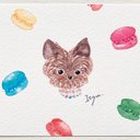 ????「おしゃまなヨークシャテリア」水彩画イラストポストカード２枚セット　犬　ドッグ　いぬ　マカロン　スイーツ　メッセージカード　バースデーカード????