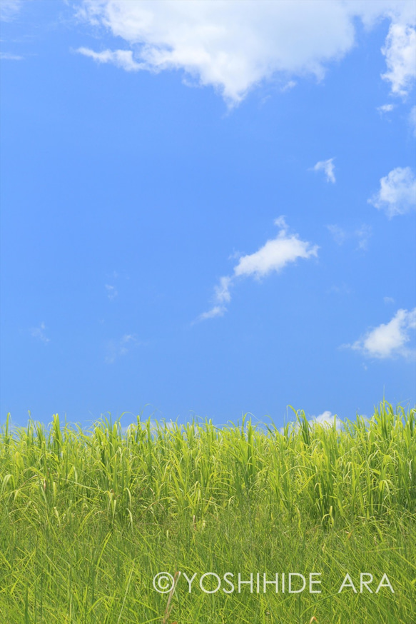 【額装写真】さとうきび畑と夏の空