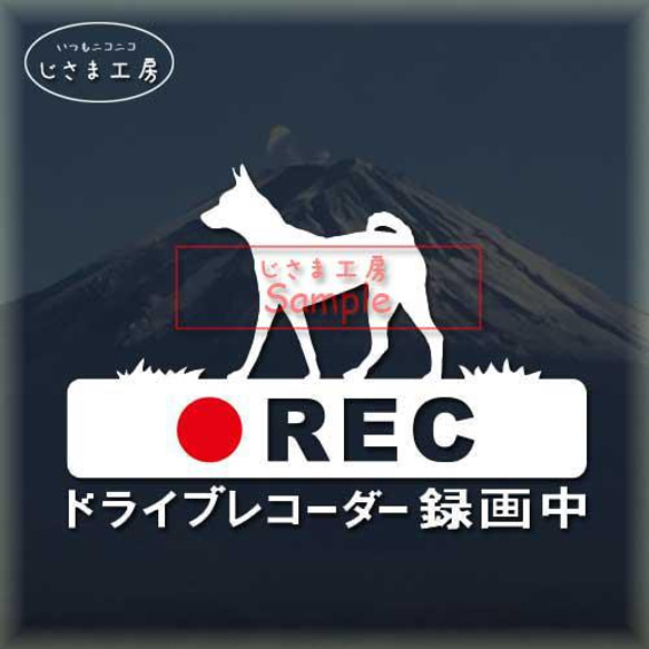 バセンジーの白色シルエットステッカー危険運転防止!!ドライブレコーダー録画中