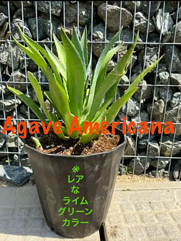 ✳️新入荷✳️希少なライムグリーン✳️大株‼️アメリカーナ✳️