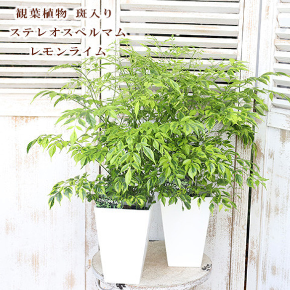 再入荷観葉植物 斑入り ステレオスペルマム レモンライム 5号 高さ60cm 丈夫 おしゃれ 育てやすい