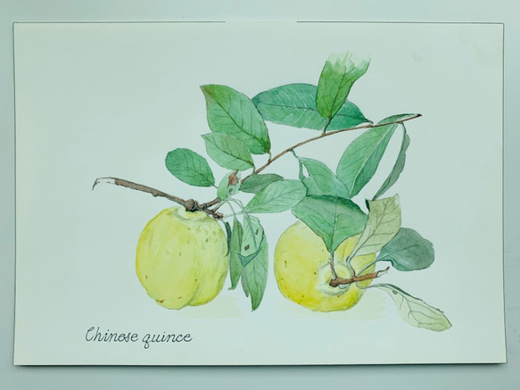 Chinese quince