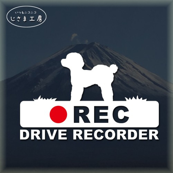 トイプードルおパンツカットの白シルエットステッカー後方注意!!『DRIVE　RECORDER』