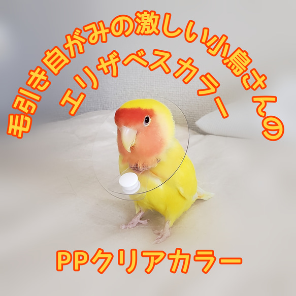 インコ エリザベスカラー(クリア)1枚・4サイズ・3色・3g