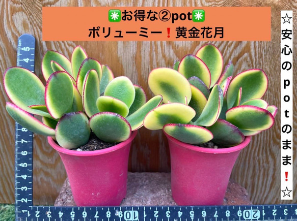 ✳️お得な②pot✳️ボリューミー❗️ 黄金花月【安心のpotのまま❗️】