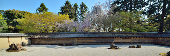 005 京都 龍安寺の桜