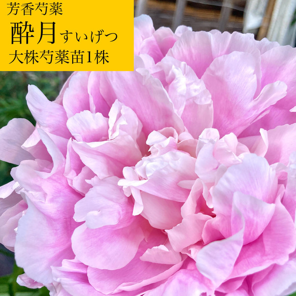 甘く香る芍薬『酔月』芍薬大株苗1株