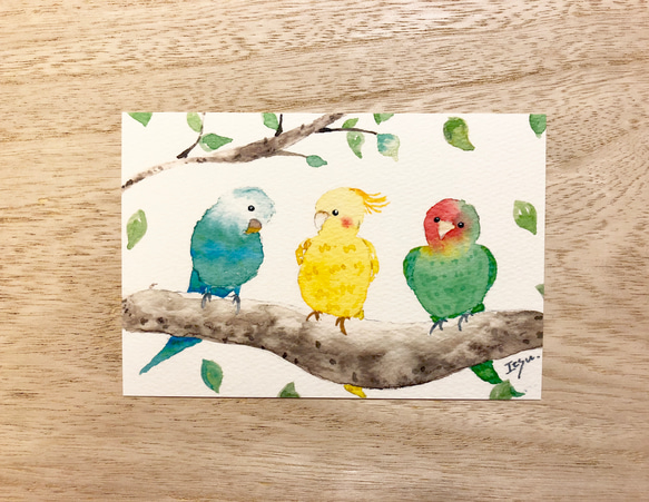 3枚セット「仲良しインコたち」水彩画イラストポストカード　鳥