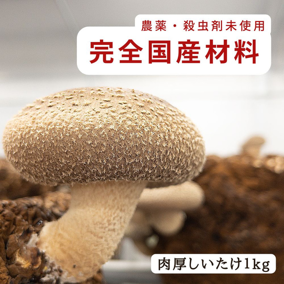 徳島県産　料亭、旅館同等でお客様クチコミ大賞頂いた希少生椎茸大サイズ