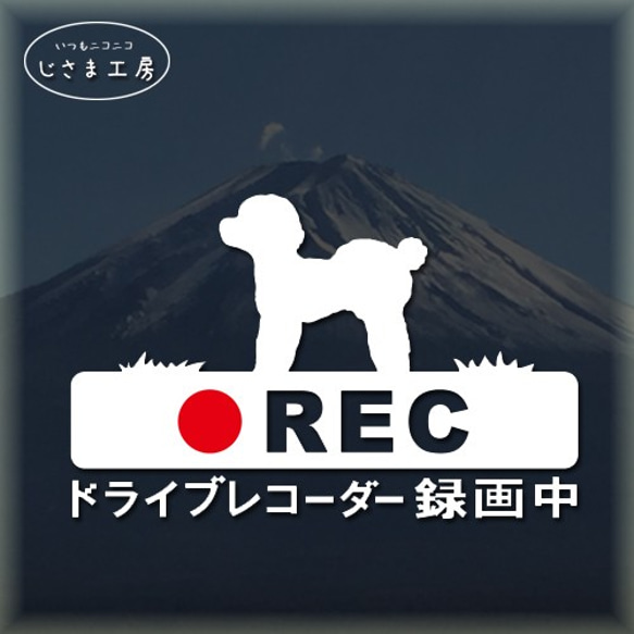 トイプードルおパンツカットの白色シルエットステッカー危険運転防止!!ドライブレコーダー録画中