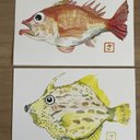 季節の絵はがき(ポストカード) 「ノドグロとカワハギの2枚1セット」