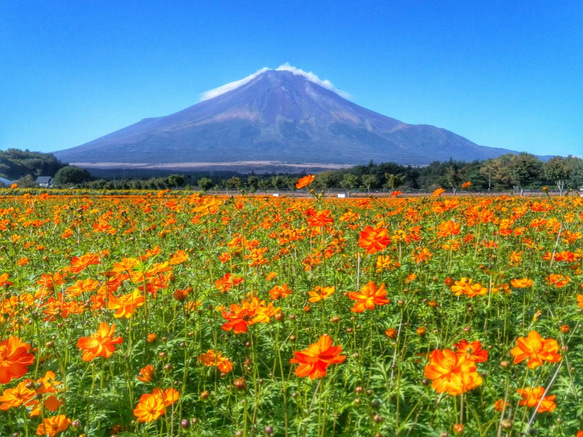 世界遺産 富士山 写真 A4又は2L版 額付き