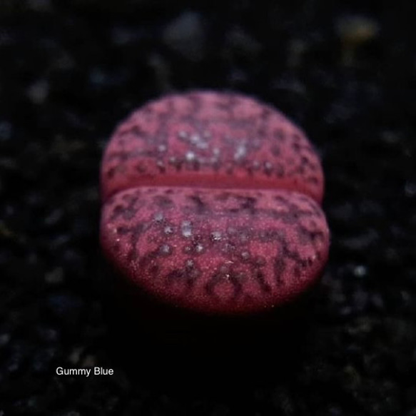 Lithops bromfieldii v. glaudinae ‘Rubroroseus’ ザクロ玉系　種子