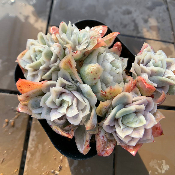 372.多肉植物 寄せ植え エケベリア属　Echeveria “Rose Queen”　 ローズクィーン錦　抜き苗