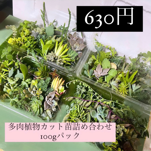 〜多肉植物カット苗〜詰め合わせ(フードパック発送)100グラム入り