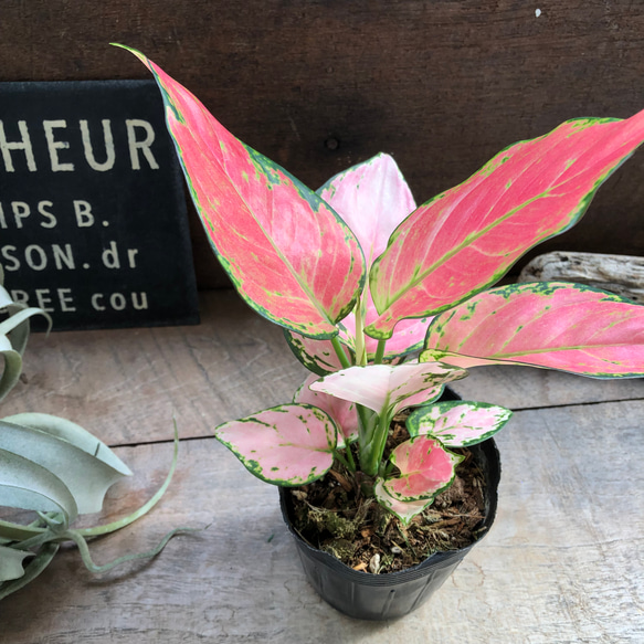 オースピシャスレッド♡アグラオネマ♡観葉植物♡タイの宝石