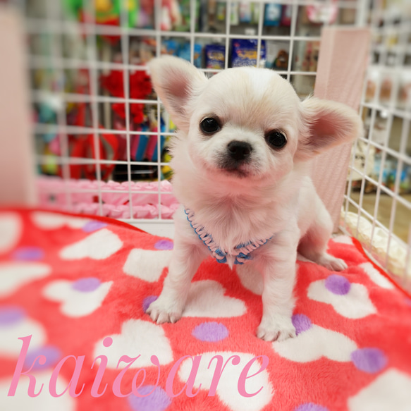 子犬用のハーネス かわいいパラコード ちわわのおススメハーネスのみ　SＳサイズ　ホワイト×ピンク