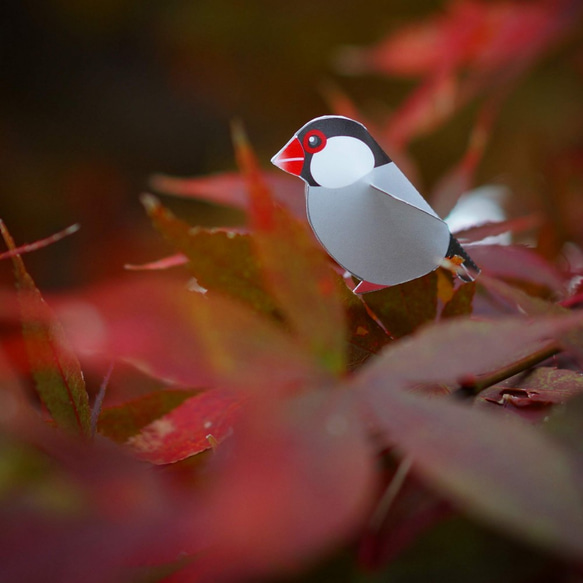 ミニ文鳥のペーパークラフト ポストカード 2枚 6羽セット