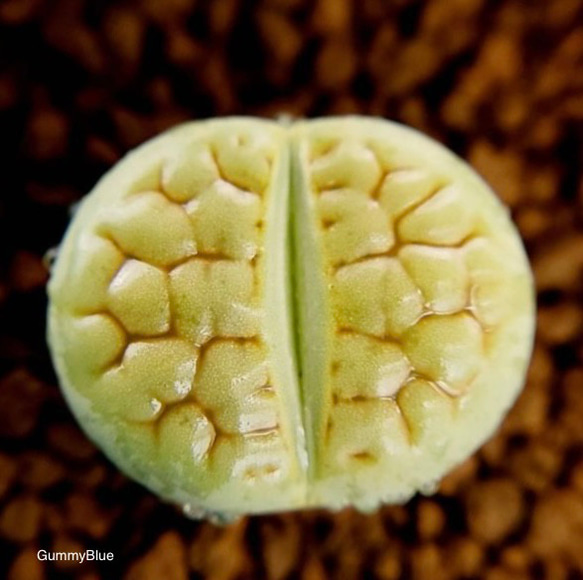 Lithops hookeri v.luteaAubarede 富貴玉系　オーバレード　種子