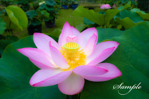 ◇ハスの花写真〘愛嬌〙2