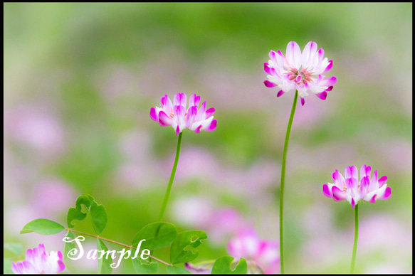 ◇レンゲの花　写真