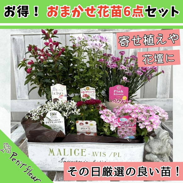 お得！ おまかせ花苗6点セット　花苗セット　花壇　ガーデニング雑貨　花寄せ植え