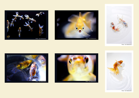 金魚　写真　ポストカード　6枚セット　写真展「変幻〜Gold Fish〜」より①