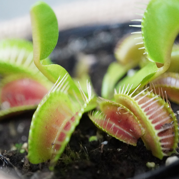 挟んで捕らえる！ハエトリソウ　３号◆ディオネア　食虫植物　ギフト