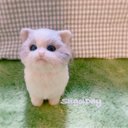 まんまるマンチカンの仔猫ちゃん