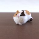 まめねこ(みけ)