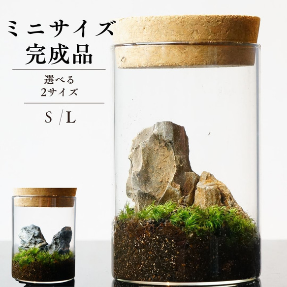 【完成品】 苔テラリウム 65mm 石セット ガラスボトルテラリウム プレゼント 観葉植物