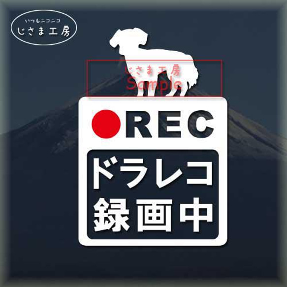 チワックス（尻尾ふさふさ）の白色シルエットステッカー危険運転防止!!ドライブレコーダー録画中