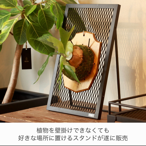 『PLANT STAND』ビカクシダ　コウモリラン　専用スタンド　植物スタンド