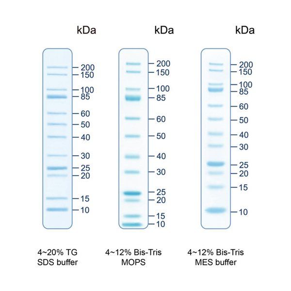 アズワン 着色済みタンパク質ラダーマーカー 10~200kDa 1袋(500μL入) PMU12-0500 1袋 4-4328-05（直送品）