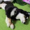 オーダー柴犬  柴犬  黒柴犬  オーダー羊毛フェルト犬