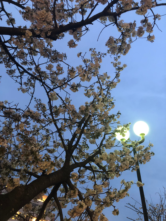 夜桜