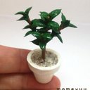 ミニチュア鉢植え　観葉植物①