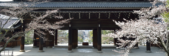 003 京都 知恩院の桜