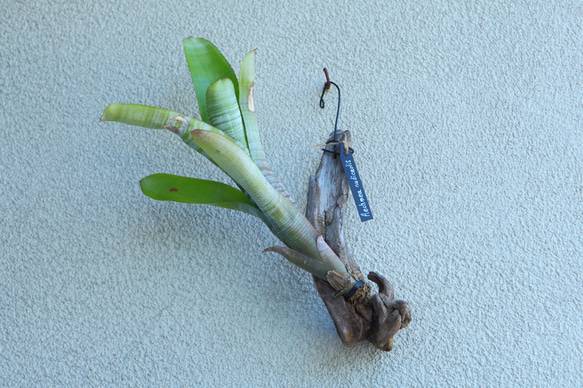 【Aechmea nudicaulis】エクメア・ヌディカウリス