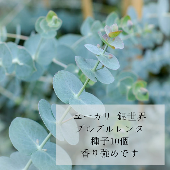 ユーカリ 銀世界 種子 10粒 発芽率80％ Eucalyptus pulverulenta