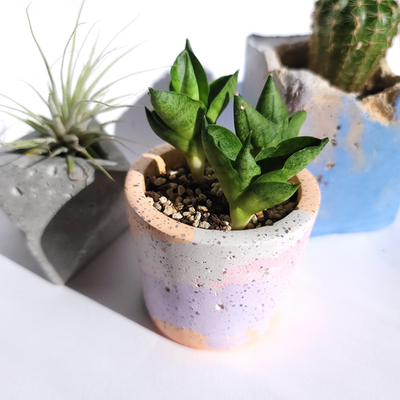 セメント鉢　ミニpot　ピンク　マーブル　cement pot//PINK　植木鉢