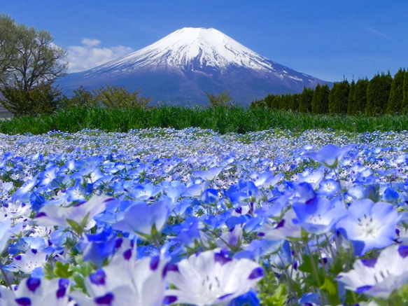 世界遺産 富士山写真 L版 5枚セット